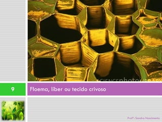 9   Floema, líber ou tecido crivoso



                                      Profª: Sandra Nascimento
 