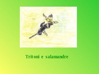 Tritoni e salamandre 