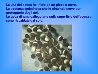 La vita della rana ha inizio da un piccolo uovo.  La sostanza gelatinosa che lo circonda serve per proteggerlo dagli urti.  Le uova di rana galleggiano sulla superficie dell’acqua e sono riscaldate dal sole.  