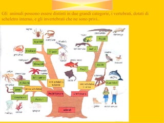 Gli  animali possono essere distinti in due grandi categorie, i vertebrati, dotati di scheletro interno, e gli invertebrati che ne sono privi.. 