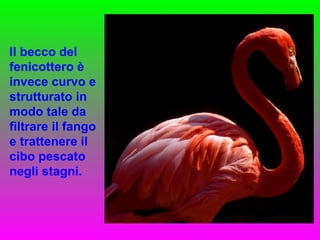 Il becco del fenicottero è invece curvo e strutturato in modo tale da filtrare il fango e trattenere il cibo pescato negli stagni. 