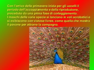 Con l'arrivo della primavera inizia per gli uccelli il periodo dell'accoppiamento e della riproduzione, preceduto da una prima fase di corteggiamento.  I maschi delle varie specie si lanciano in voli acrobatici o si esibiscono con vistose livree, come quella che mostra il pavone per attrarre la compagna.  