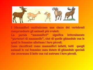 I Mammiferi costituiscono una classe dei vertebrati comprendente gli animali più evoluti.  La parola “mammiferi” significa letteralmente “portatori di mammelle”, cioè di quelle ghiandole con le quali le femmine allattano i loro piccoli.  Sono classificati come mammiferi infatti, tutti  quegli animali le cui femmine sono dotate di ghiandole speciali che secernono il latte con cui nutrono i loro piccoli. 