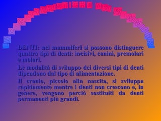 DENTI: nei mammiferi si possono distinguere quattro tipi di denti: incisivi, canini, premolari e molari.  Le modalità di sviluppo dei diversi tipi di denti dipendono dal tipo di alimentazione.  Il cranio, piccolo alla nascita, si sviluppa rapidamente mentre i denti non crescono e, in genere, vengono perciò sostituiti da denti permanenti più grandi. 