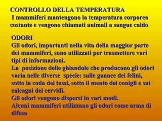 CONTROLLO DELLA TEMPERATURA I mammiferi mantengono la temperatura corporea costante e vengono chiamati animali a sangue caldo ODORI Gli odori, importanti nella vita della maggior parte dei mammiferi, sono utilizzati per trasmettere vari tipi di informazioni. La  posizione delle ghiandole che producono gli odori  varia nelle diverse  specie: sulle guance dei felini, sotto la coda dei tassi, sotto il mento dei conigli e sui calcagni dei cervidi.  Gli odori vengono dispersi in vari modi. Alcuni mammiferi utilizzano gli odori come arma di difesa 
