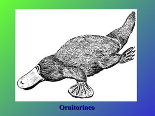 Ornitorinco 