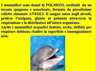 I mammiferi sono dotati di POLMONI, costituiti  da un tessuto spugnoso e assorbente, formato da piccolissime cellette chiamate AVEOLI. Il sangue entra negli alveoli, preleva l’ossigeno, giunto ai polmoni attraverso la respirazione e lo distribuisce all’intero organismo. Anche i mammiferi acquatici (balene, orche, delfini) per respirare debbono risalire in superficie e immagazzinare aria.  