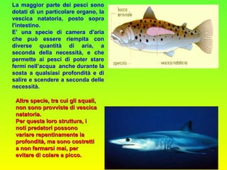 La maggior parte dei pesci sono dotati di un particolare organo, la vescica natatoria, posto sopra l'intestino.  E’ una specie di camera d'aria che può essere riempita con diverse quantità di aria, a seconda della necessità, e che permette ai pesci di poter stare fermi nell’acqua  anche durante la sosta a qualsiasi profondità e di salire e scendere a seconda delle necessità. Altre specie, tra cui gli squali, non sono provviste di vescica natatoria.  Per   questa loro struttura, i noti predatori possono variare repentinamente la profondità, ma sono costretti a non fermarsi mai, per evitare di colare a picco.  
