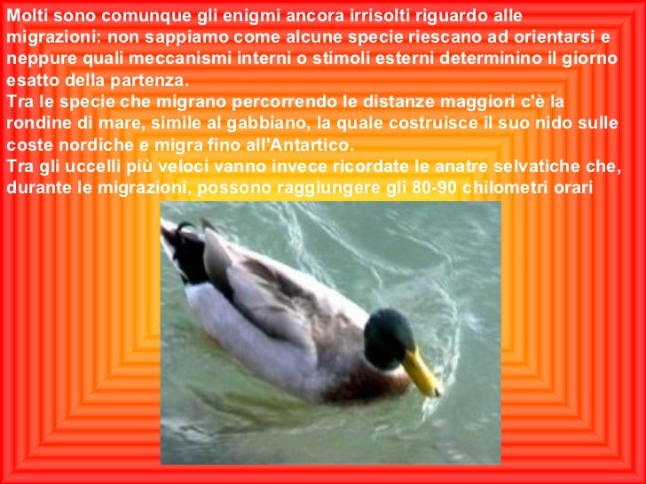 In Quale Stagione Migrano Gli Uccelli