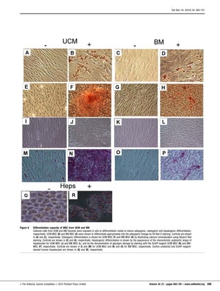 Figure 6 Differentiation capacity of MSC from UCM and BM
Cultured cells from UCM and BM harvests were exposed in vitro to differentiation media to induce adipogenic, osteogenic and hepatogenic differentiation,
respectively. UCM MSC (B) and BM MSC (D) were shown to differentiate appropriately into the adipogenic lineage by Oil Red O staining. Controls are shown
in (A) and (C), respectively. Osteogenic differentiation is shown for UCM MSC (F) and BM MSC (H) by illustrating calcium mineralization using Alizarin Red
staining. Controls are shown in (E) and (G), respectively. Hepatogenic differentiation is shown by the appearance of the characteristic polyhydric shape of
hepatocytes for UCM MSC (J) and BM MSC (L), and by the demonstration of glycogen storage by staining with the Schiff reagent UCM MSC (N) and BM–
MSC (P), respectively. Controls are shown in (I) and (M) for UCM MSC and (K) and (O) for BM MSC, respectively. Control unstained and Schiff reagent-
stained human hepatocytes are shown in (Q) and (R), respectively.
Cell Biol. Int. (2010) 34, 693–701
E The Author(s) Journal compilation E 2010 Portland Press Limited Volume 34 (7) N pages 693–701 N www.cellbiolint.org 699
 