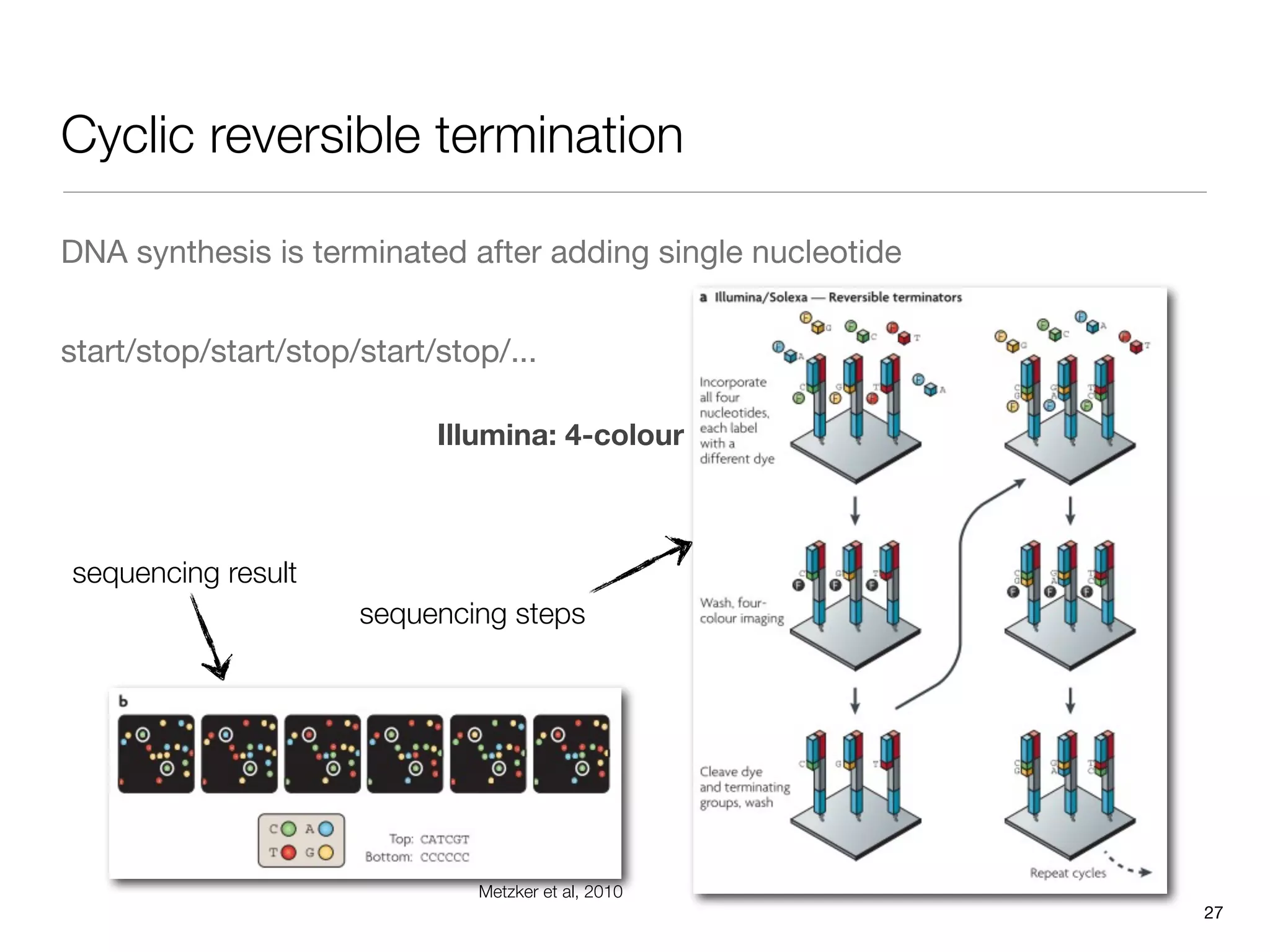 Cyclic reversible termination

DNA synthesis is terminated after adding single nucleotide


start/stop/start/stop/start/stop/...

                            Illumina: 4-colour



sequencing result
                      sequencing steps




                               Metzker et al, 2010
                                                             27
 
