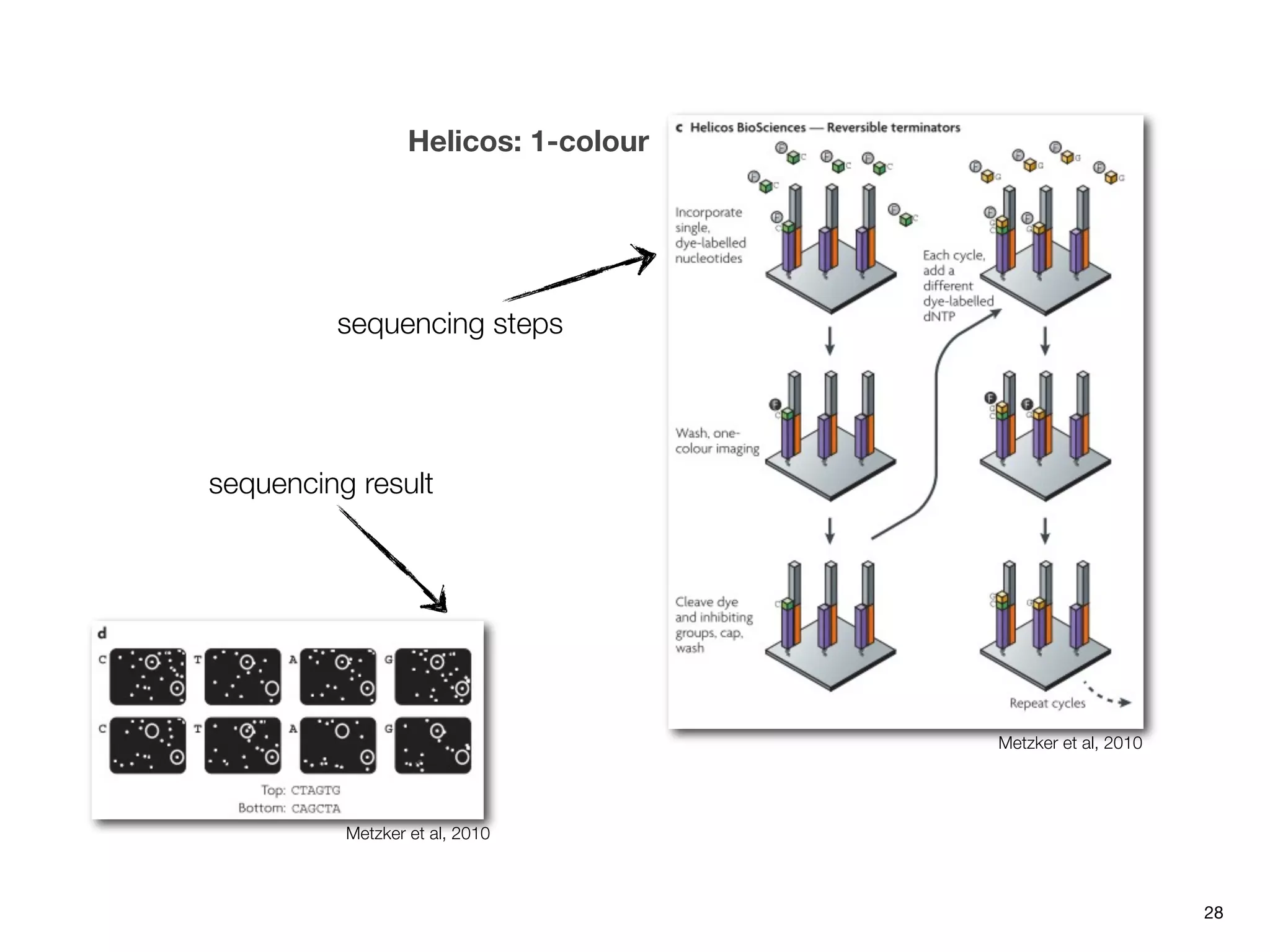 Helicos: 1-colour




         sequencing steps




sequencing result




                                      Metzker et al, 2010




          Metzker et al, 2010



                                                            28
 