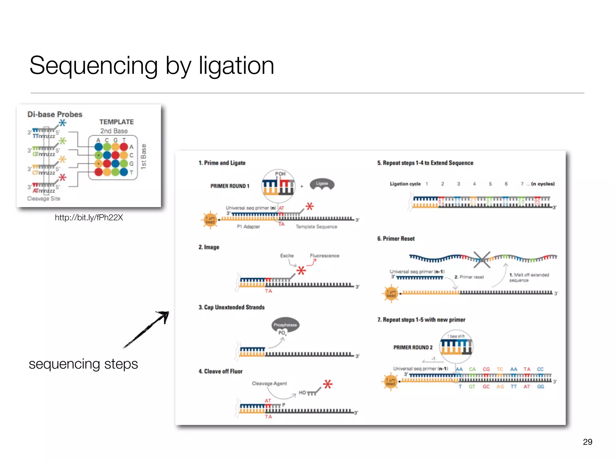 Sequencing by ligation




   http://bit.ly/fPh22X




sequencing steps




                          29
 