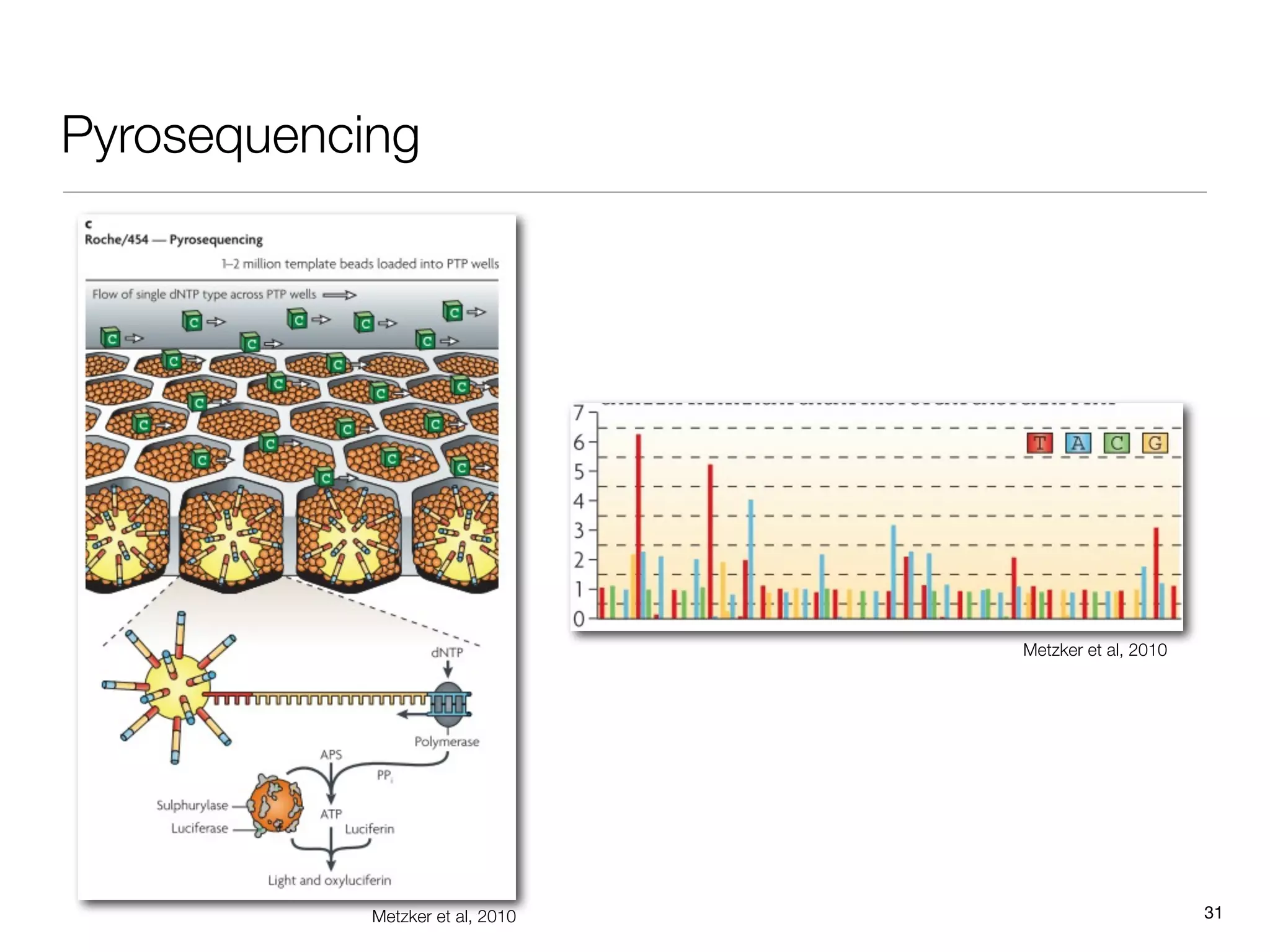 Pyrosequencing




                                  Metzker et al, 2010




            Metzker et al, 2010                         31
 