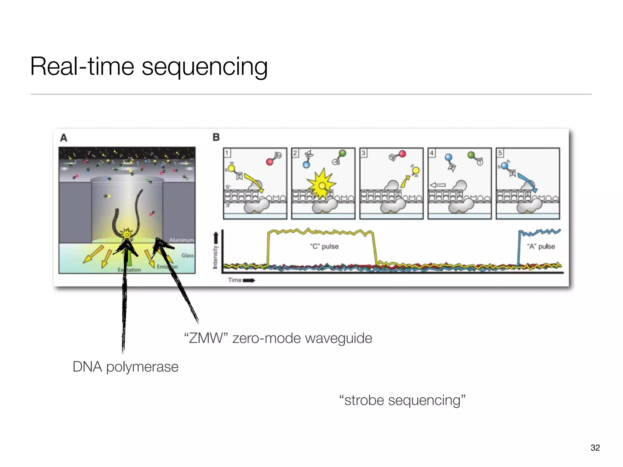 Real-time sequencing




                    “ZMW” zero-mode waveguide
   DNA polymerase

                                        “strobe sequencing”


                                                              32
 