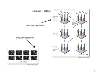 Helicos: 1-colour




         sequencing steps




sequencing result




                                      Metzker et al, 2010




          Metzker et al, 2010



                                                            28
 
