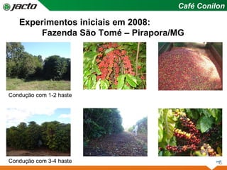 Experimentos iniciais em 2008:
Fazenda São Tomé – Pirapora/MG
Café Conilon
Condução com 1-2 haste
Condução com 3-4 haste
 