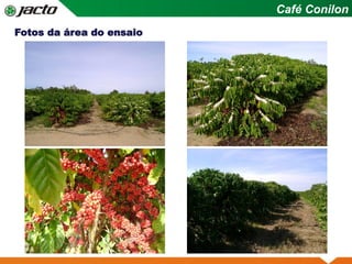 Prancha Simples
Fotos da área do ensaio
Café Conilon
 