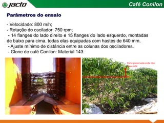 Prancha Simples
Parâmetros do ensaio
Café Conilon
- Velocidade: 800 m/h;
- Rotação do oscilador: 750 rpm;
- 14 flanges do lado direito e 15 flanges do lado esquerdo, montadas
de baixo para cima, todas elas equipadas com hastes de 640 mm.
- Ajuste mínimo de distância entre as colunas dos osciladores.
- Clone de café Conilon: Material 143.
Parte preservada onde não
havia café
 