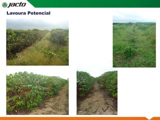 Prancha Simples
Lavoura Potencial
 