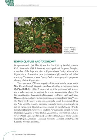 JATROPHA: A SMALLHOLDER BIOENERGY CROP




                                                              Photo: BRITTAINE
                                                                                 PLATE 1: Jatropha
                                                                                 curcas L., Andhra
                                                                                 Pradesh, India.




  NOMENCLATURE AND TAXONOMY
  Jatropha curcas L. (see Plate 1) was ﬁrst described by Swedish botanist
  Carl Linnaeus in 1753. It is one of many species of the genus Jatropha,
  a member of the large and diverse Euphorbiaceae family. Many of the
  Euphorbias are known for their production of phytotoxins and milky
  white sap. The common name “spurge” refers to the purgative properties
  of many of these Euphorbias.
       There are some 170 known species of jatropha, mostly native to the
  New World, although 66 species have been identiﬁed as originating in the
  Old World (Heller, 1996). A number of jatropha species are well known
  and widely cultivated throughout the tropics as ornamental plants. The
  literature identiﬁes three varieties: Nicaraguan (with larger but fewer fruits),
  Mexican (distinguished by its less-toxic or non-toxic seed) and Cape Verde.
  The Cape Verde variety is the one commonly found throughout Africa
  and Asia. Jatropha curcas L. has many vernacular names including: physic
  nut or purging nut (English), pinhão manso or mundubi-assu (Brazil),
  pourghère (French), purgeernoot (Dutch), Purgiernuss (German), purgeira
  (Portuguese), fagiola d’India (Italian), galamaluca (Mozambique), habel
  meluk (Arab), safed arand (Hindi), sabudam (Thai), bagani (Ivory Coast),
  butuje (Nigeria), makaen (Tanzania), piñoncillo (Mexico), tempate (Costa
  Rica) and piñon (Guatemala).




14 Integrated Crop Management
 