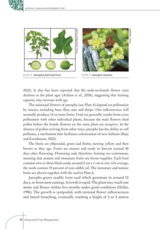 JATROPHA: A SMALLHOLDER BIOENERGY CROP




                                             Photo: GODOFREDO STUART




                                                                                                   Photo: HENNING
  PLATE 4: Jatropha leaf and fruit.                                    PLATE 5: Jatropha ﬂowers.




  2002). It also has been reported that the male-to-female ﬂower ratio
  declines as the plant ages (Achten et al., 2008), suggesting that fruiting
  capacity may increase with age.
      The unisexual ﬂowers of jatropha (see Plate 5) depend on pollination
  by insects, including bees, ﬂies, ants and thrips. One inﬂorescence will
  normally produce 10 or more fruits. Fruit set generally results from cross
  pollination with other individual plants, because the male ﬂowers shed
  pollen before the female ﬂowers on the same plant are receptive. In the
  absence of pollen arriving from other trees, jatropha has the ability to self
  pollinate, a mechanism that facilitates colonization of new habitats (Raju
  and Ezradanum, 2002).
      The fruits are ellipsoidal, green and ﬂeshy, turning yellow and then
  brown as they age. Fruits are mature and ready to harvest around 90
  days after ﬂowering. Flowering and, therefore, fruiting are continuous,
  meaning that mature and immature fruits are borne together. Each fruit
  contains two or three black seeds, around 2 cm x 1 cm in size. On average,
  the seeds contain 35 percent of non-edible oil. The immature and mature
  fruits are shown together with the seed in Plate 6.
      Jatropha grows readily from seed which germinate in around 10
  days, or from stem cuttings. Growth is rapid. The plant may reach one
  metre and ﬂower within ﬁve months under good conditions (Heller,
  1996). The growth is sympodial, with terminal ﬂower inﬂorescences
  and lateral branching, eventually reaching a height of 3 to 5 metres




16 Integrated Crop Management
 
