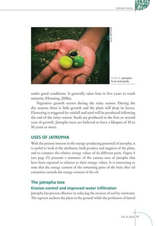 JATROPHA CURCAS L.




                                                          Photo: BRITTAINE
                                                                   PLATE 6: Jatropha
                                                                   fruit and seeds.



under good conditions. It generally takes four to ﬁve years to reach
maturity (Henning, 2008a).
    Vegetative growth occurs during the rainy season. During the
dry season, there is little growth and the plant will drop its leaves.
Flowering is triggered by rainfall and seed will be produced following
the end of the rainy season. Seeds are produced in the ﬁrst or second
year of growth. Jatropha trees are believed to have a lifespan of 30 to
50 years or more.

USES OF JATROPHA
With the present interest in the energy-producing potential of jatropha, it
is useful to look at the attributes, both positive and negative of the plant,
and to compare the relative energy values of its different parts. Figure 5
(see page 21) presents a summary of the various uses of jatropha that
have been reported in relation to their energy values. It is interesting to
note that the energy content of the remaining parts of the fruit after oil
extraction exceeds the energy content of the oil.


The jatropha tree
Erosion control and improved water inﬁltration
Jatropha has proven effective in reducing the erosion of soil by rainwater.
The taproot anchors the plant in the ground while the profusion of lateral




                                                                                  Vol. 8–2010 17
 