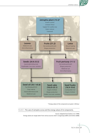 JATROPHA CURCAS L.




                                   Jatropha plant (15.5) a
                                            Erosion control
                                            Livestock fence
                                        Support for vanilla crop
                                             Green manure
                                               Fuelwood




        Leaves                            Fruits (21.2)                              Latex
      Medicinal uses                     Soil ameliorant/mulch                    Wound healing
     Anti-inﬂammatory                      Biogas production                      Medicinal uses




       Seeds (20.8-25.5)                                         Fruit pericarp (11.1)
        Insecticide/molluscicide                                      Soil ameliorant/mulch
    Food/fodder (non-toxic varieties)                                   Biogas production
                                                                          Medicinal use
                                                                        Anti-inﬂammatory




      Seed oil (30.1-45.8)                      Seed cake                       Seed husks
          Fuel (Biodiesel/SVO)                 (18.25-25.1)                      (16.9-19.4)
             Soap making                        Organic fertilizer              Combustible fuel
        Insecticide/molluscicide               Biogas production                 Organic fertilizer
             Medicinal uses               Fodder (non-toxic varieties)




                                                 a
                                                     Energy values of the components are given in MJ kg-1.



FIGURE 5: The uses of Jatropha curcas and the energy values of its components.

                                                                Source: Adapted from Gubitz et al. (1999).
       Energy values are ranges taken from various sources cited in Jongschaap (2007) and Achten (2008).




                                                                                            Vol. 8–2010 21
 