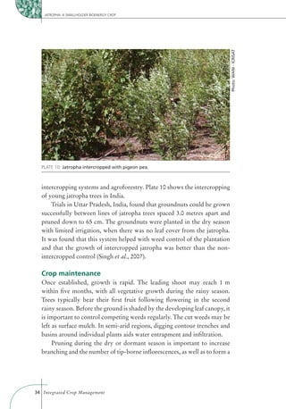 JATROPHA: A SMALLHOLDER BIOENERGY CROP




                                                                                Photo: WANI - ICRISAT
  PLATE 10: Jatropha intercropped with pigeon pea.



  intercropping systems and agroforestry. Plate 10 shows the intercropping
  of young jatropha trees in India.
      Trials in Uttar Pradesh, India, found that groundnuts could be grown
  successfully between lines of jatropha trees spaced 3.0 metres apart and
  pruned down to 65 cm. The groundnuts were planted in the dry season
  with limited irrigation, when there was no leaf cover from the jatropha.
  It was found that this system helped with weed control of the plantation
  and that the growth of intercropped jatropha was better than the non-
  intercropped control (Singh et al., 2007).

  Crop maintenance
  Once established, growth is rapid. The leading shoot may reach 1 m
  within ﬁve months, with all vegetative growth during the rainy season.
  Trees typically bear their ﬁrst fruit following ﬂowering in the second
  rainy season. Before the ground is shaded by the developing leaf canopy, it
  is important to control competing weeds regularly. The cut weeds may be
  left as surface mulch. In semi-arid regions, digging contour trenches and
  basins around individual plants aids water entrapment and inﬁltration.
       Pruning during the dry or dormant season is important to increase
  branching and the number of tip-borne inﬂorescences, as well as to form a




34 Integrated Crop Management
 