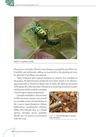 JATROPHA: A SMALLHOLDER BIOENERGY CROP




                                                                                 Photo: ICRISAT
  PLATE 11: Scutellera nobilis.




  Oxycetonia versicolor. Termites may damage young plants (see Plate 12).
  Carefully and judiciously adding an insecticide to the planting pit may
  be advisable if problems are endemic.
      Some biological pest control measures are known. For example, in
  Nicaragua, Pseudotelenomus pachycoris have been found to be effective
  egg parasitoids of Pachycoris klugii and, in India, the dipteran parasitoid
  of Pempelia also offers promise. Attention to increasing resistance to pests
  and diseases will be needed in jatropha
  varietal improvement programmes.
                                                                                    Photo: HENNING




       Jatropha multiﬁda is a known host
  of African cassava mosaic virus as well
  as a possible source of transmission of
  the cassava super-elongation disease
  (Sphaceloma manihoticola) (Achten,
  2008). This indicates that, as a related
  species, Jatropha curcas probably
  should not be grown in association PLATE 12: Termite damage on young
                                            tree, Tanzania.
  with this crop.




38 Integrated Crop Management
 