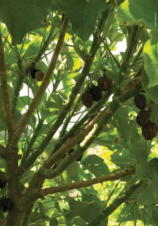 JATROPHA: A SMALLHOLDER BIOENERGY CROP




                                         Photo: FAIDUTTI
 