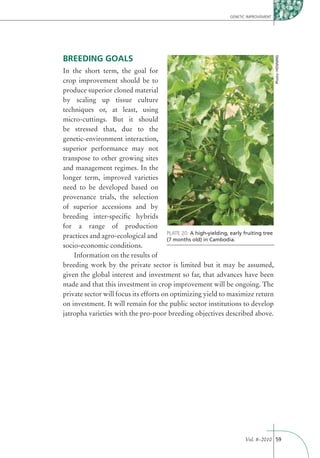 GENETIC IMPROVEMENT




BREEDING GOALS




                                                                                     Photo: HENNING
In the short term, the goal for
crop improvement should be to
produce superior cloned material
by scaling up tissue culture
techniques or, at least, using
micro-cuttings. But it should
be stressed that, due to the
genetic-environment interaction,
superior performance may not
transpose to other growing sites
and management regimes. In the
longer term, improved varieties
need to be developed based on
provenance trials, the selection
of superior accessions and by
breeding inter-speciﬁc hybrids
for a range of production
practices and agro-ecological and PLATE 20: A high-yielding, early fruiting tree
                                        (7 months old) in Cambodia.
socio-economic conditions.
    Information on the results of
breeding work by the private sector is limited but it may be assumed,
given the global interest and investment so far, that advances have been
made and that this investment in crop improvement will be ongoing. The
private sector will focus its efforts on optimizing yield to maximize return
on investment. It will remain for the public sector institutions to develop
jatropha varieties with the pro-poor breeding objectives described above.




                                                                     Vol. 8–2010 59
 