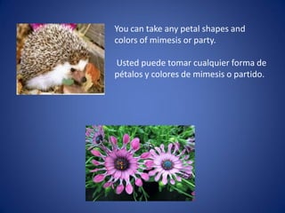 You can take any petal shapes and
colors of mimesis or party.
Usted puede tomar cualquier forma de
pétalos y colores de mimesis o partido.
 