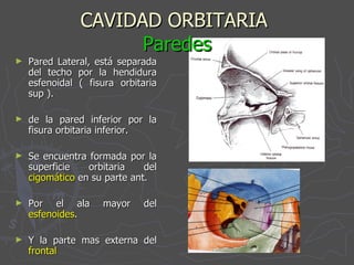 CAVIDAD ORBITARIA  Paredes Pared Lateral, está separada del techo por la hendidura esfenoidal ( fisura orbitaria sup ). de la pared inferior por la fisura orbitaria inferior. Se encuentra formada por la superficie orbitaria del  cigomático  en su parte ant. Por el ala mayor del  esfenoides . Y la parte mas externa del  frontal 