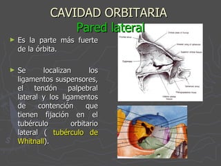 CAVIDAD ORBITARIA  Pared lateral Es la parte más fuerte de la órbita. Se localizan los ligamentos suspensores, el tendón palpebral lateral y los ligamentos de contención que tienen fijación en el tubérculo orbitario lateral (  tubérculo de Whitnall ). 