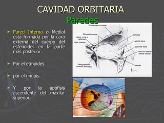 CAVIDAD ORBITARIA  Paredes Pared Interna  o Medial está formada por la cara externa del cuerpo del esfenoides en la parte más posterior. Por el etmoides  por el unguis. Y por la apófisis ascendente del maxilar superior. 