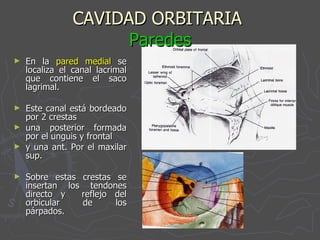 CAVIDAD ORBITARIA  Paredes En la  pared medial  se localiza el canal lacrimal que contiene el saco lagrimal. Este canal está bordeado por 2 crestas  una posterior formada por el unguis y frontal  y una ant. Por el maxilar sup. Sobre estas crestas se insertan los tendones directo y  reflejo del orbicular de los párpados. 