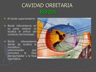 CAVIDAD ORBITARIA  Bordes El borde superoexterno Borde inferointerno en su parte anterior se localiza el orificio del conducto lacrimonasal. Borde inferoexterno donde se localiza la hendidura esfenomaxilar que comunica la fosa pterigomaxilar y la fosa cigomática. 