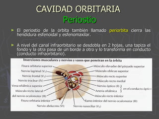 CAVIDAD ORBITARIA  Periostio El periostio de la órbita también llamado  periorbita  cierra las hendidura esfenoidal y esfenomaxilar. A nivel del canal infraorbitario se desdobla en 2 hojas, una tapiza el fondo y la otra pasa de un borde a otro y lo transforma en conducto (conducto infraorbitario). 