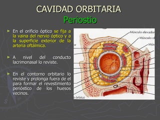 CAVIDAD ORBITARIA  Periostio En el orificio óptico  se fija a la vaina del nervio óptico y a la superficie exterior de la arteria oftálmica. A nivel del conducto lacrimonasal lo reviste. En el contorno orbitario lo reviste y prolonga fuera de el para formar el revestimiento perióstico de los huesos vecinos. 