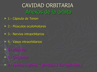 CAVIDAD ORBITARIA  Anexos de la orbita 1.- Cápsula de Tenon 2.- Músculos oculomotores  3.- Nervios intraorbitarios 4.- Vasos intraorbitarios 5.- Párpados 6.- Conjuntiva 7.- Aparato Lagrimal. ( glándulas y vías lagrimales ) 