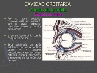CAVIDAD ORBITARIA   Anexos de la orbita Cápsula de tenon Por su cara posterior convexa está en contacto con la grasa orbitaria, músculos, vasos y nervios de la órbita  y en su parte ant. con la conjuntiva ocular. Está perforada de atrás adelante por el n. óptico, vasos y n. ciliares posteriores, vasa vorticosa, arterias ciliares anteriores, y tendones de los músculos del ojo. 