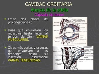 CAVIDAD ORBITARIA   Anexos de la orbita Cápsula de tenon Emite dos clases de prolongaciones : Unas que envuelven los músculos hasta llegar al tendón de Zinn  VAINAS MUSCULARES. Otras más cortas y gruesas que envuelven a los tendones hasta su inserción esclerotical  VAINAS TENDINOSAS. 
