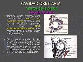 CAVIDAD ORBITARIA   Anexos de la orbita Cápsula de tenon También emite prolongaciones laterales que  unen a los músculos rectos  formando junto con los músculos y sus vainas un cono  CONO MUSCULOAPONEUROTICO  ,que encierra grasa, n. óptico, vasos y el globo del ojo. De la parte anterior de las vainas musculares parten hacia la base de la órbita unas prolongaciones que se fijan en el contorno orbitario y forman los TENDONES DE RETENCION. 