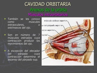 CAVIDAD ORBITARIA   Anexos de la orbita Músculos intraorbitarios   También se les conoce como músculos extraoculares, o extrínsecos del ojo. Son en número de 7 músculos estriados cuya contracción produce los movimientos del ojo. A excepción del elevador del párpado cuya contracción determina el ascenso del párpado sup. 