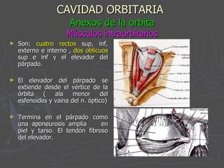 CAVIDAD ORBITARIA   Anexos de la orbita Músculos intraorbitarios Son:  cuatro rectos  sup, inf, externo e interno ,  dos oblicuos  sup e inf y el elevador del párpado. El elevador del párpado se extiende desde el vértice de la órbita ( ala menor del esfenoides y vaina del n. óptico) Termina en el párpado como una aponeurosis amplia  en piel y tarso. El tendón fibroso del elevador. 