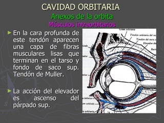 CAVIDAD ORBITARIA   Anexos de la orbita Músculos intraorbitarios En la cara profunda de este tendón aparecen una capa de fibras musculares lisas que terminan en el tarso y fondo de saco sup. Tendón de Muller. La acción del elevador es ascenso del párpado sup. 