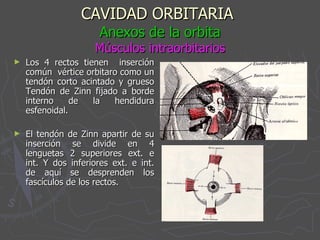 CAVIDAD ORBITARIA   Anexos de la orbita Músculos intraorbitarios Los 4 rectos tienen  inserción común  vértice orbitaro como un tendón corto acintado y grueso Tendón de Zinn fijado a borde interno de la hendidura esfenoidal. El tendón de Zinn apartir de su inserción se divide en 4 lenguetas 2 superiores ext. e int. Y dos inferiores ext. e int. de aquí se desprenden los fascículos de los rectos.  