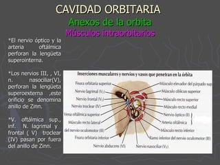 CAVIDAD ORBITARIA   Anexos de la orbita Músculos intraorbitarios *El nervio óptico y la arteria oftálmica perforan la lengüeta superointerna. *Los nervios III, , VI, n. nasociliar(V), perforan la lengüeta superoexterna ,este orificio se denomina anillo de Zinn. *V. oftálmica sup., inf.  N. lagrimal y  frontal ( V)  troclear (IV) pasan por fuera del anillo de Zinn. 