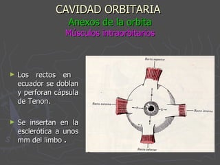 CAVIDAD ORBITARIA   Anexos de la orbita Músculos intraorbitarios Los rectos en  ecuador se doblan y perforan cápsula de Tenon.  Se insertan en la esclerótica a unos mm del limbo  .  